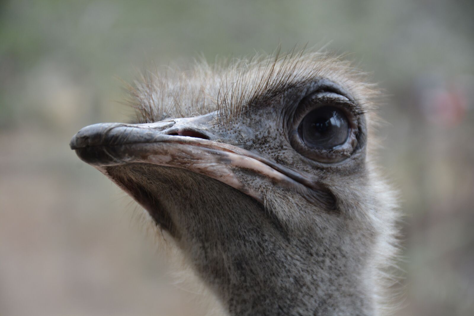 Nikon D7100 sample photo. Ostrich, head, close up photography