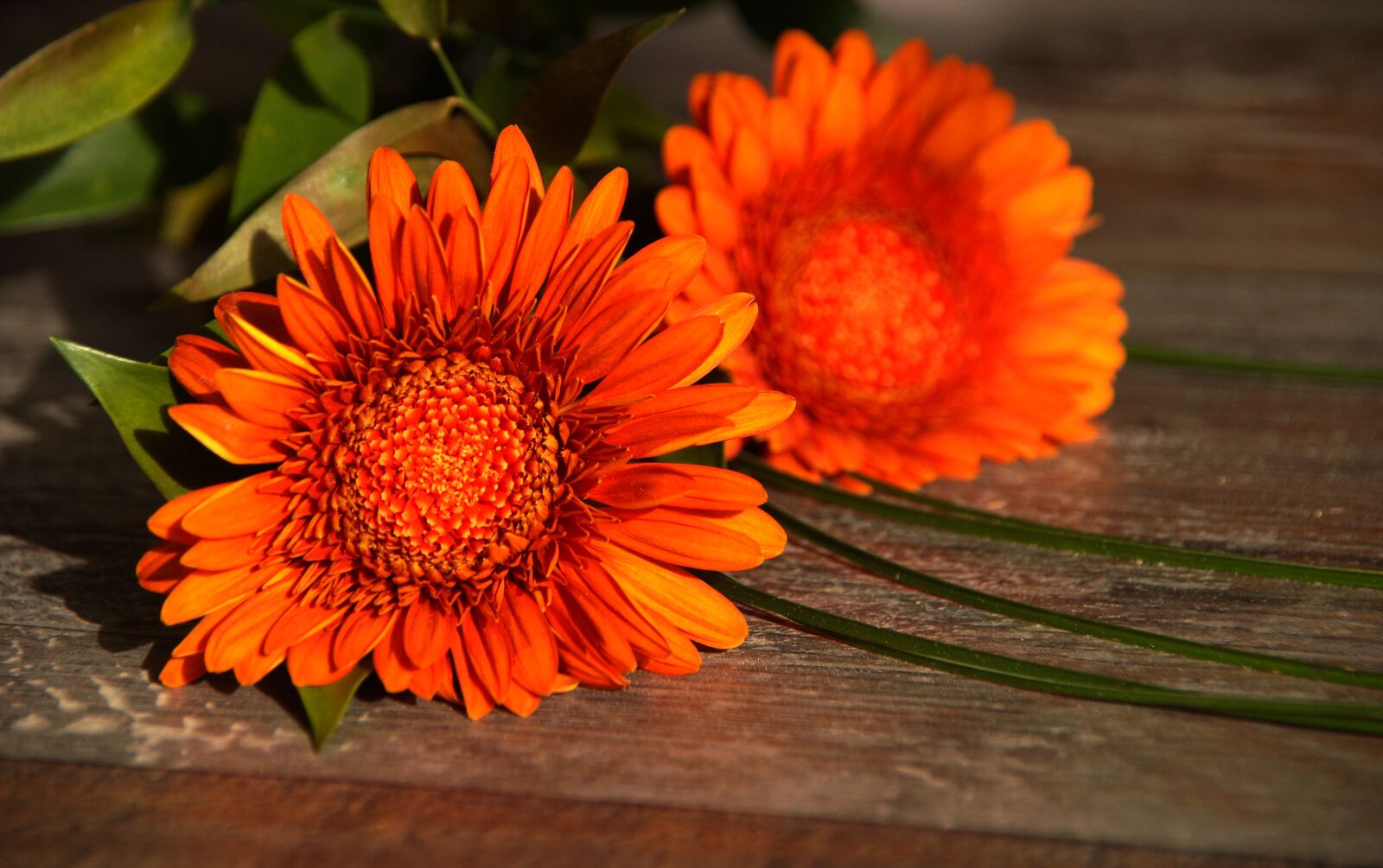 Sony SLT-A57 sample photo. Nature, flower, plant photography