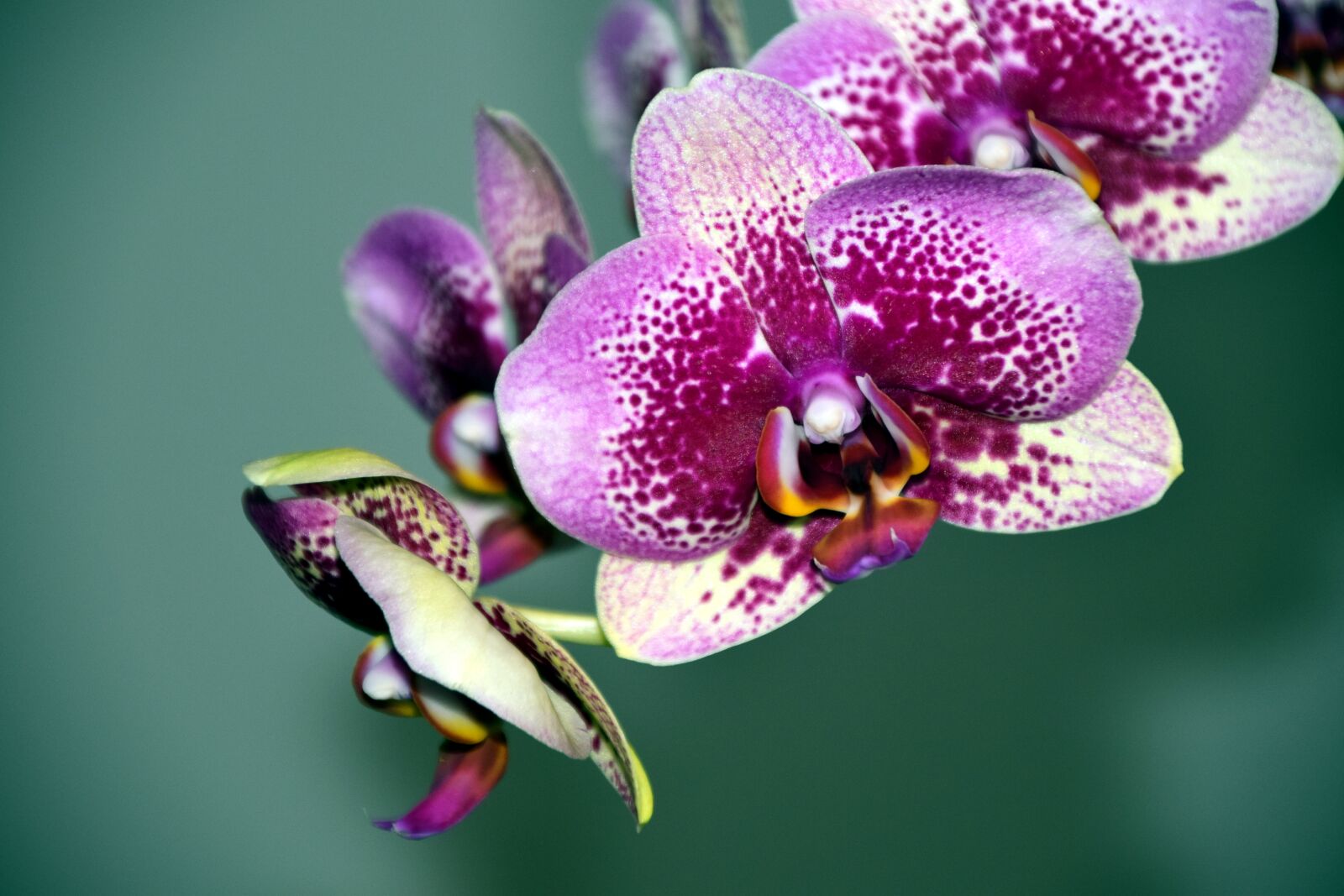 Nikon D3300 sample photo. Orchid, blossom, bloom photography