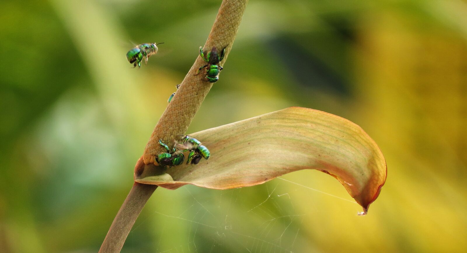 Canon PowerShot SX50 HS sample photo. Nature, insect, wild life photography