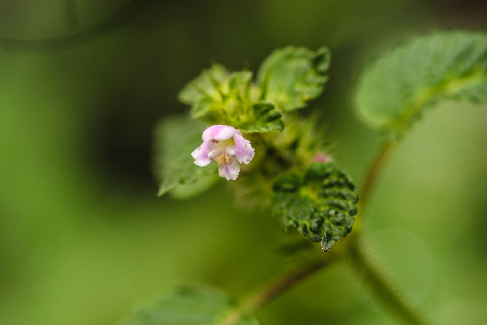 Canon EOS 7D Mark II sample photo. Wildflower, nature, green photography