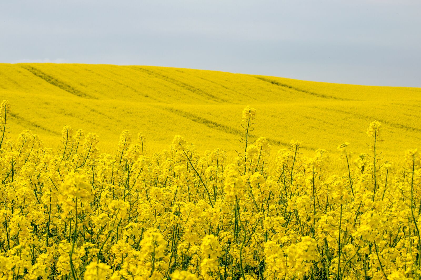 Nikon D3300 sample photo. Flower, blütenmeer, rapeseed photography