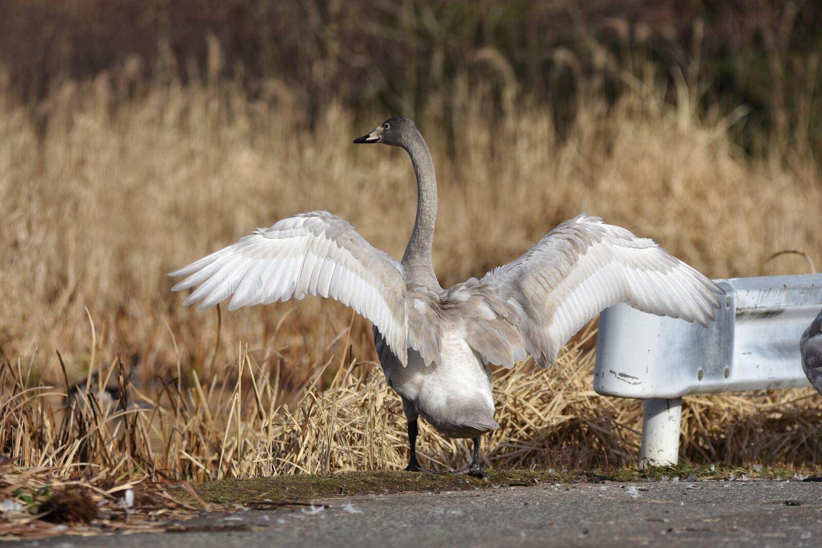 Nikon D7200 sample photo. Animal, pond, bird photography