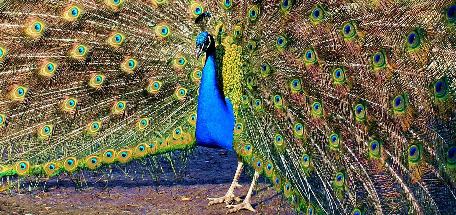 Canon EOS 550D (EOS Rebel T2i / EOS Kiss X4) sample photo. Peacock, peacock wheel, bird photography
