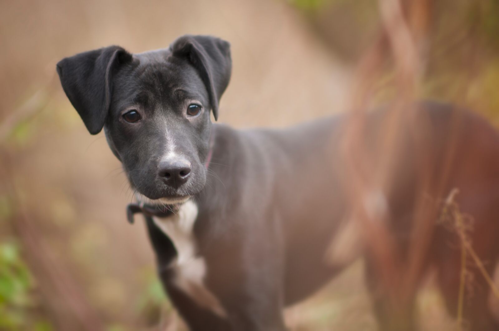 Nikon D300 sample photo. Dog, doggie, animal photography