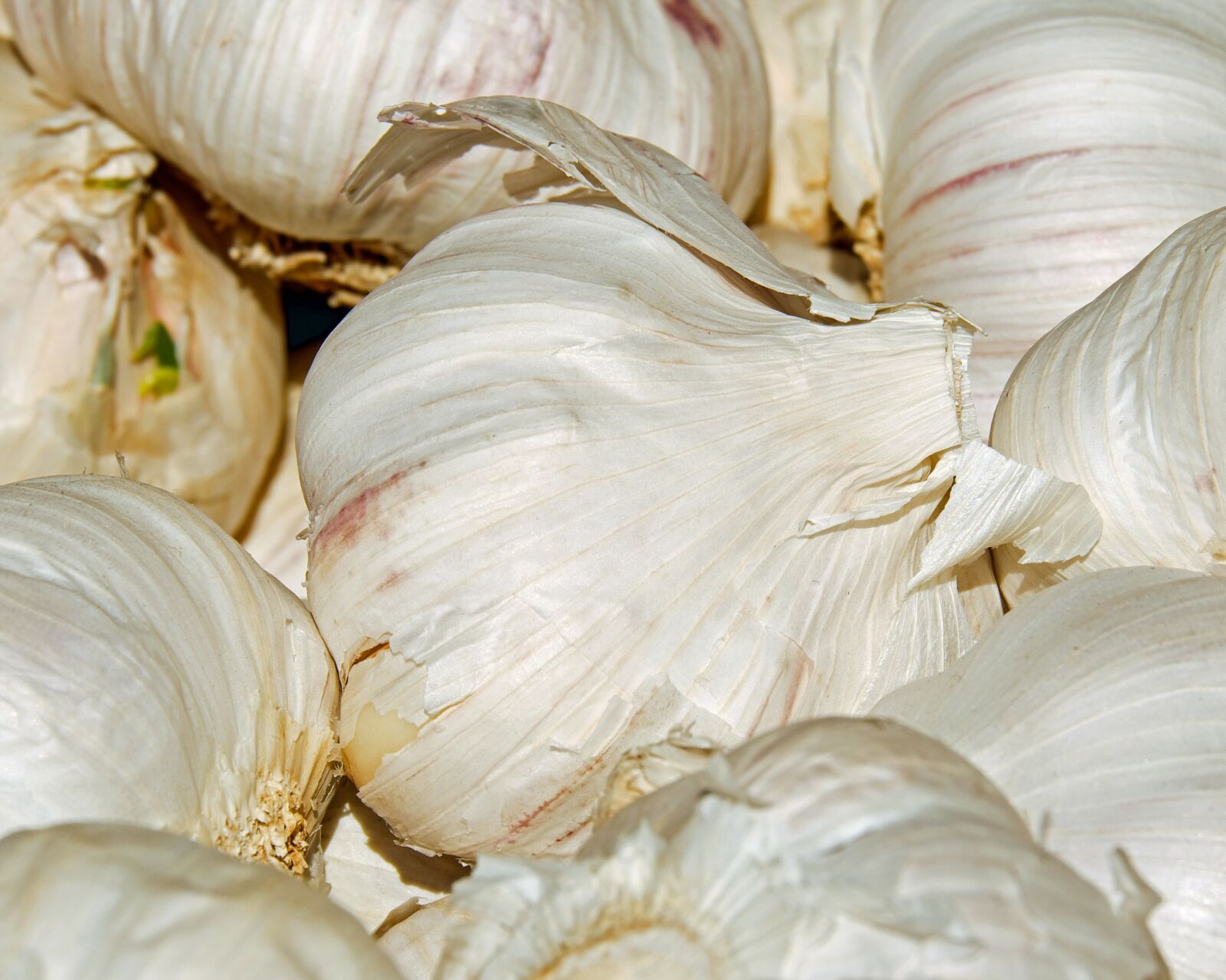 Fujifilm XF 55-200mm F3.5-4.8 R LM OIS sample photo. Garlic, tubers, bio photography
