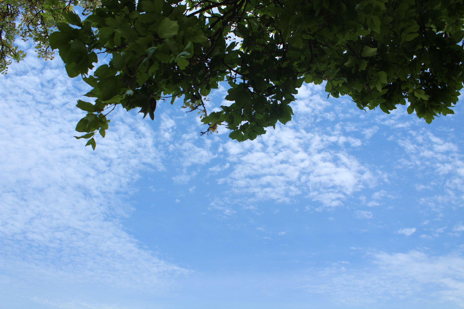 Canon EOS 1300D (EOS Rebel T6 / EOS Kiss X80) sample photo