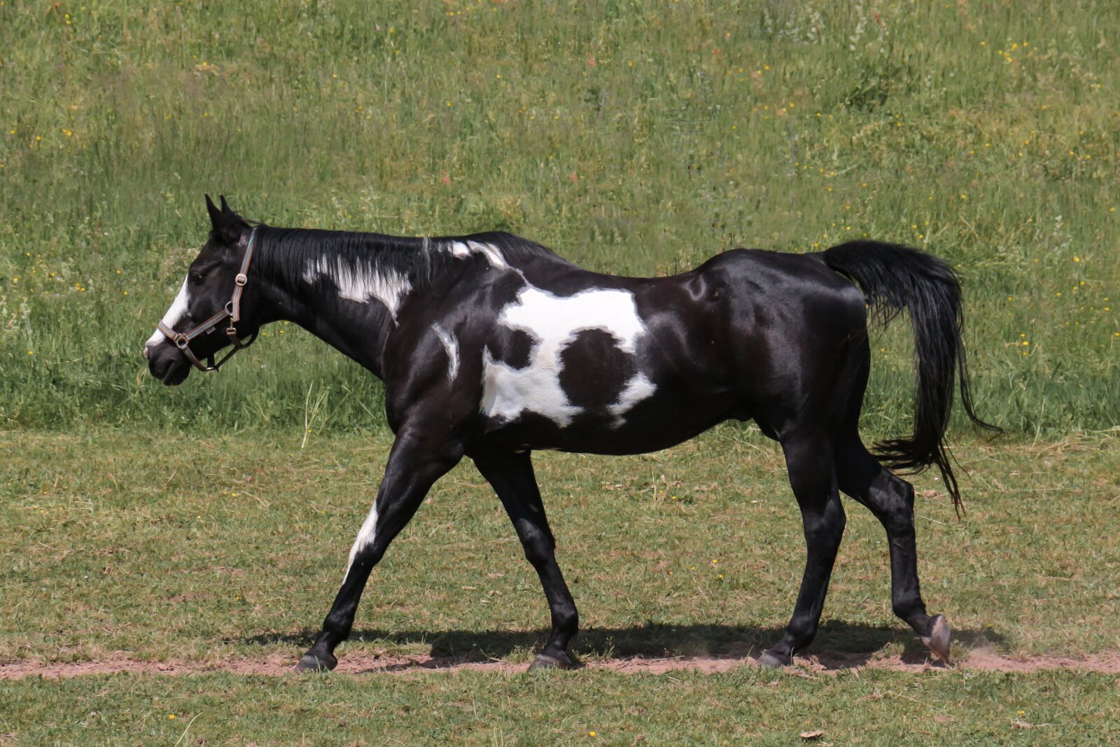 Canon EOS 700D (EOS Rebel T5i / EOS Kiss X7i) sample photo. Horse, animal, animal world photography