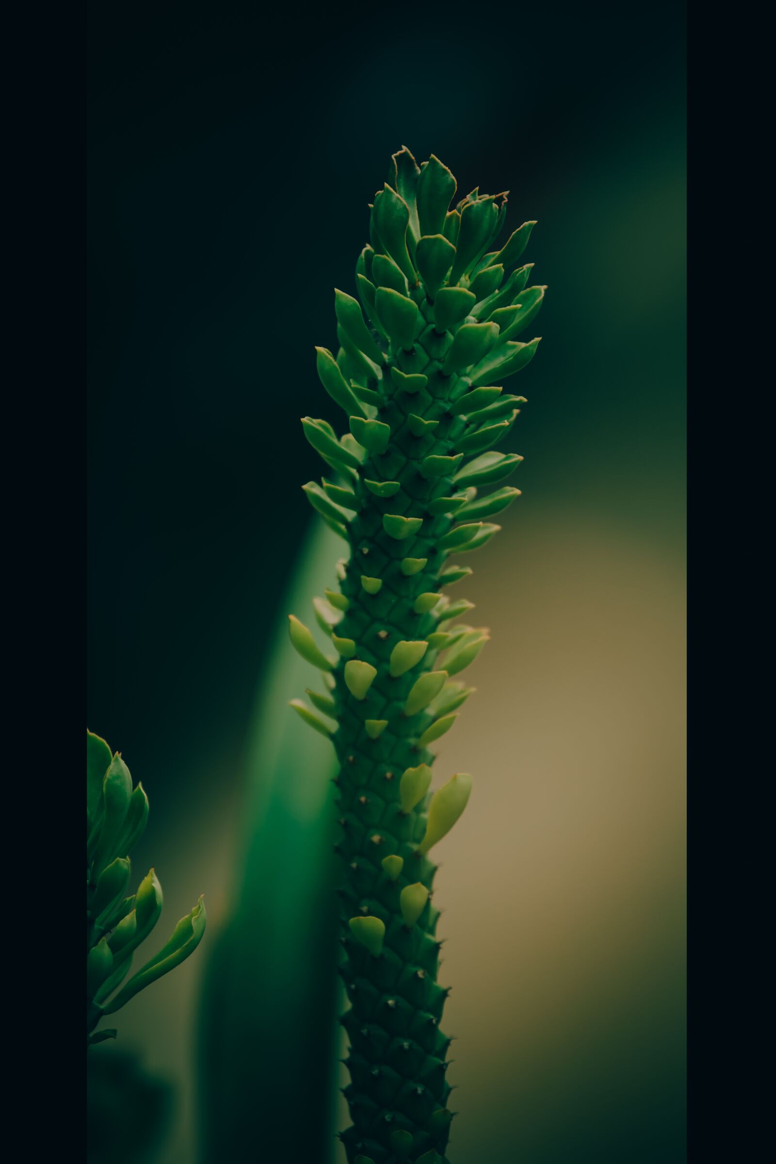 Canon EOS RP sample photo. Green, plant, nature photography