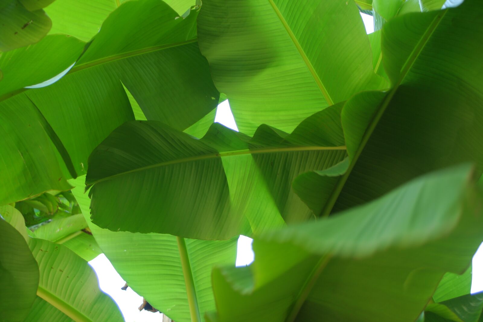 Canon EOS 350D (EOS Digital Rebel XT / EOS Kiss Digital N) sample photo. Banana leaf, plants, tropics photography