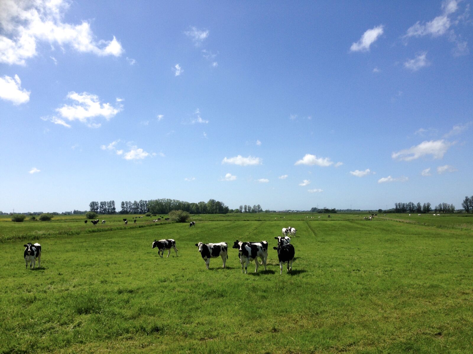 iPhone 5 back camera 4.12mm f/2.4 sample photo. Cows, black and white photography