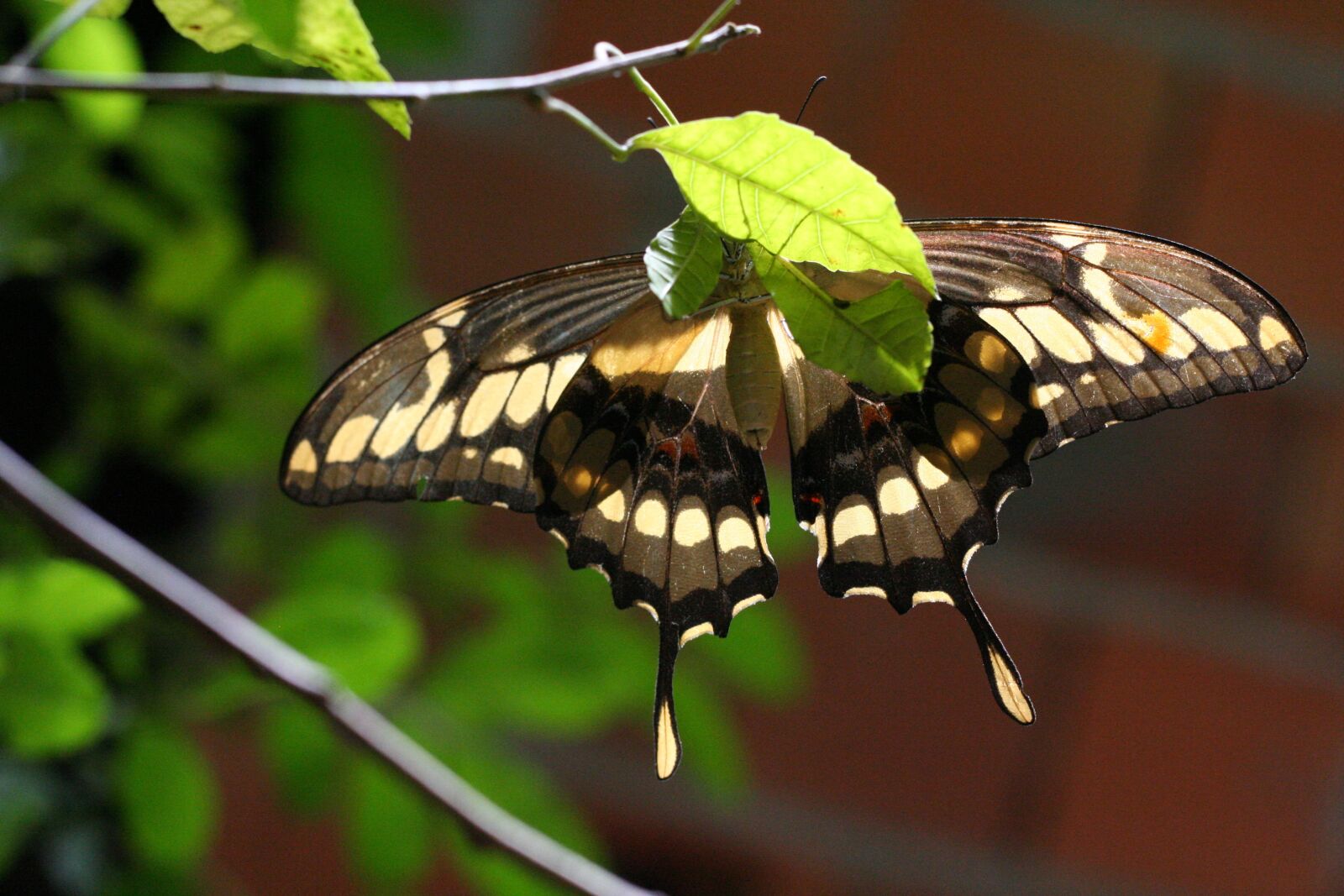 Canon EOS 350D (EOS Digital Rebel XT / EOS Kiss Digital N) sample photo. Butterfly, insect, nature photography