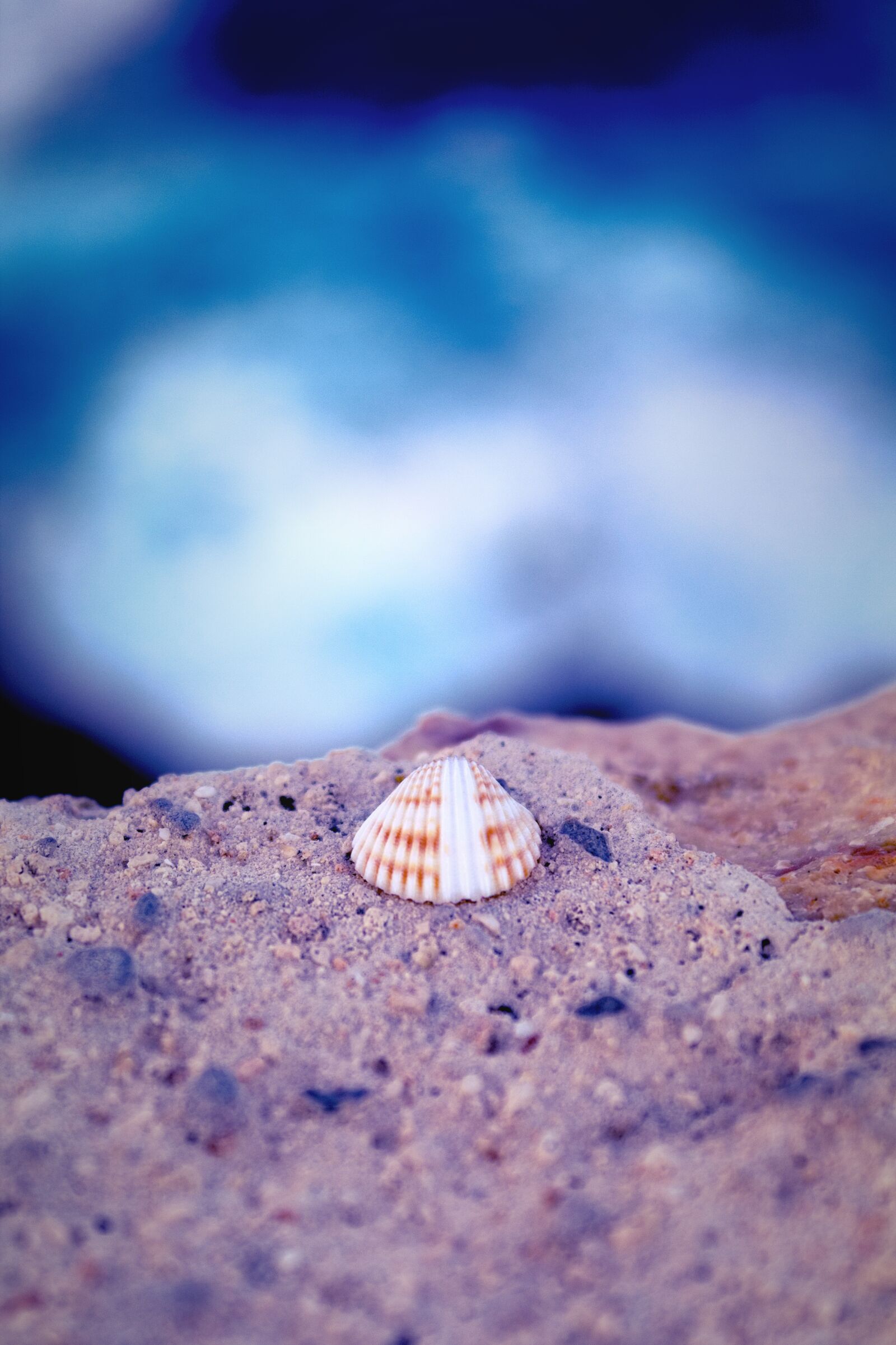 Canon EOS 1300D (EOS Rebel T6 / EOS Kiss X80) sample photo. Shell, sea, water photography