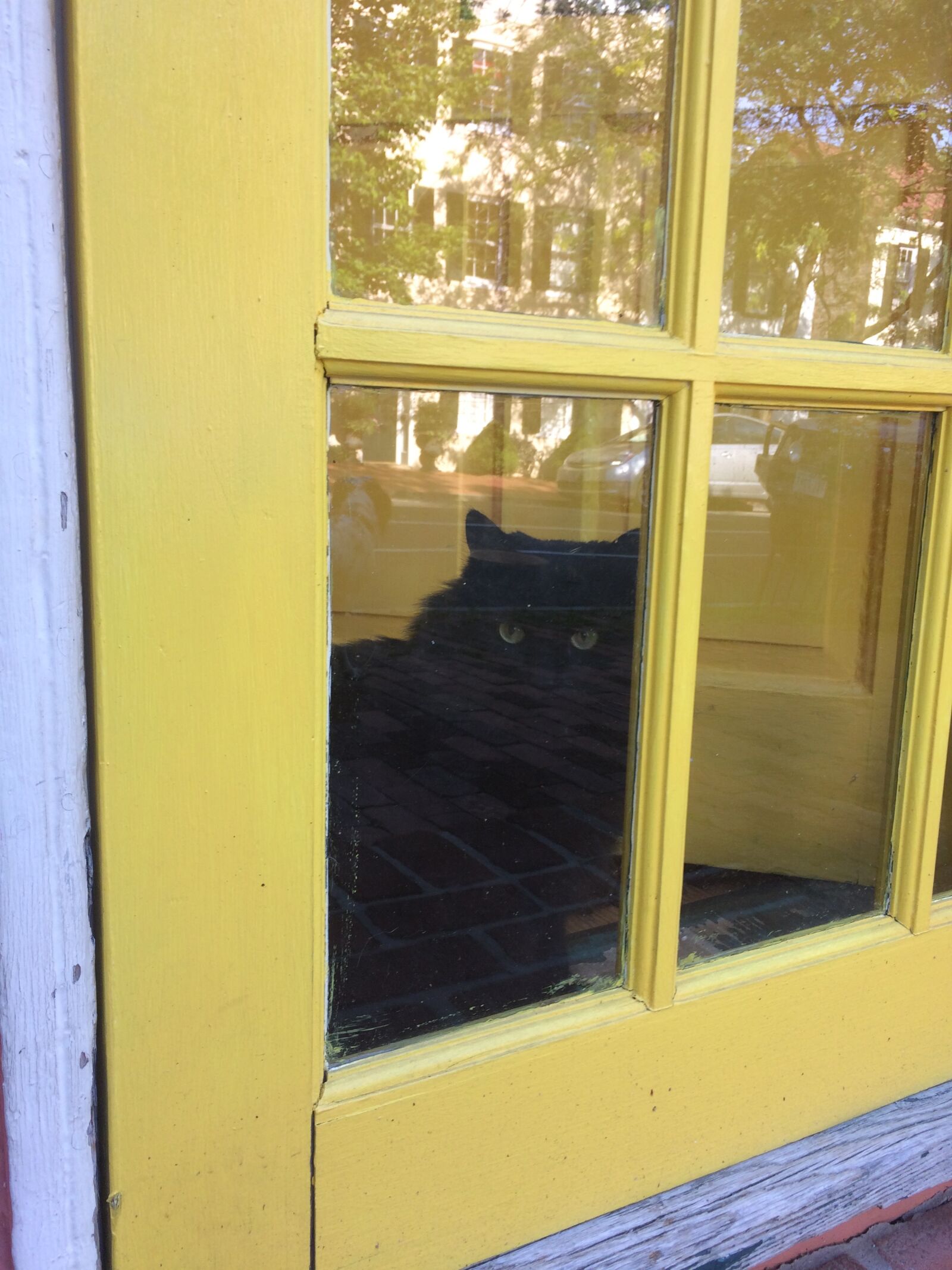 iPhone 5s back camera 4.15mm f/2.2 sample photo. Black, cat, cat, yellow photography