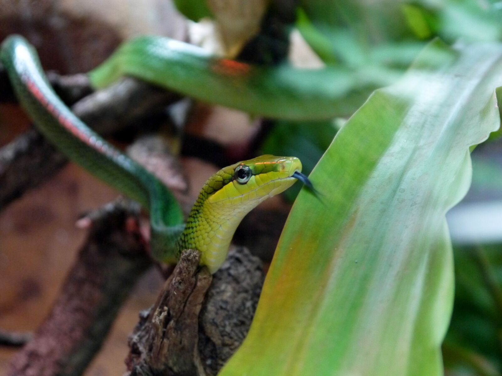 Panasonic Lumix DMC-GF5 sample photo. Snake, reptile, tongue photography