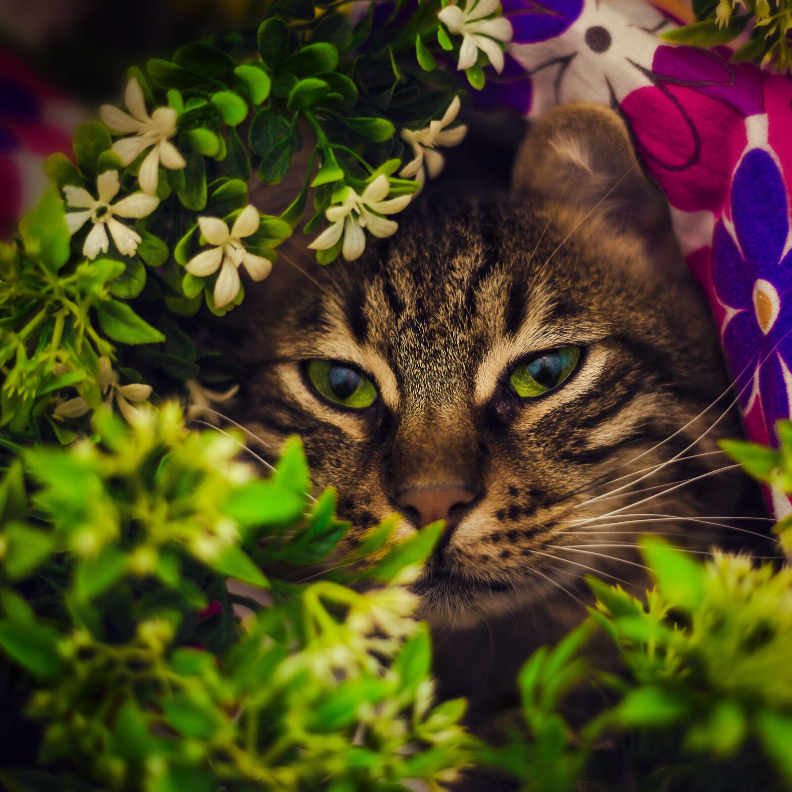 Canon EF 50mm F1.8 II sample photo. Tabby cat, istanbul, cute photography