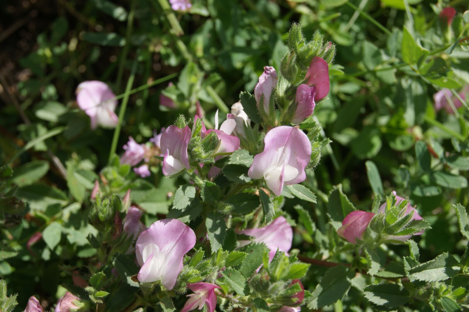 Sony Alpha DSLR-A290 sample photo. Flower, meadow, nature photography