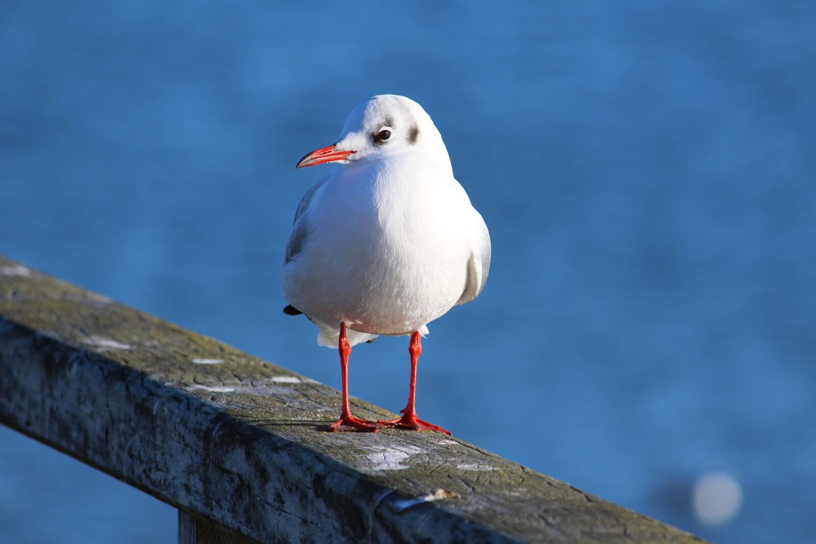 Canon EF-S 55-250mm F4-5.6 IS II sample photo. Seagull, water bird, bird photography