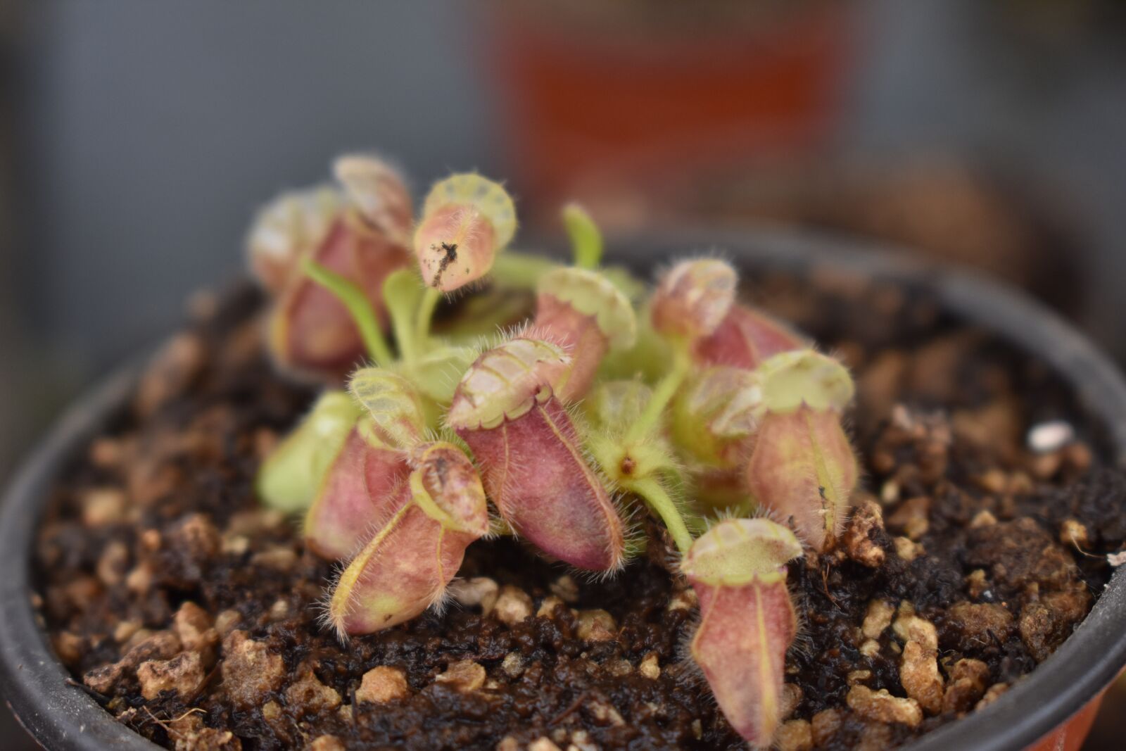 Nikon D3400 sample photo. Cephalotus, carnivorous plant, plant photography