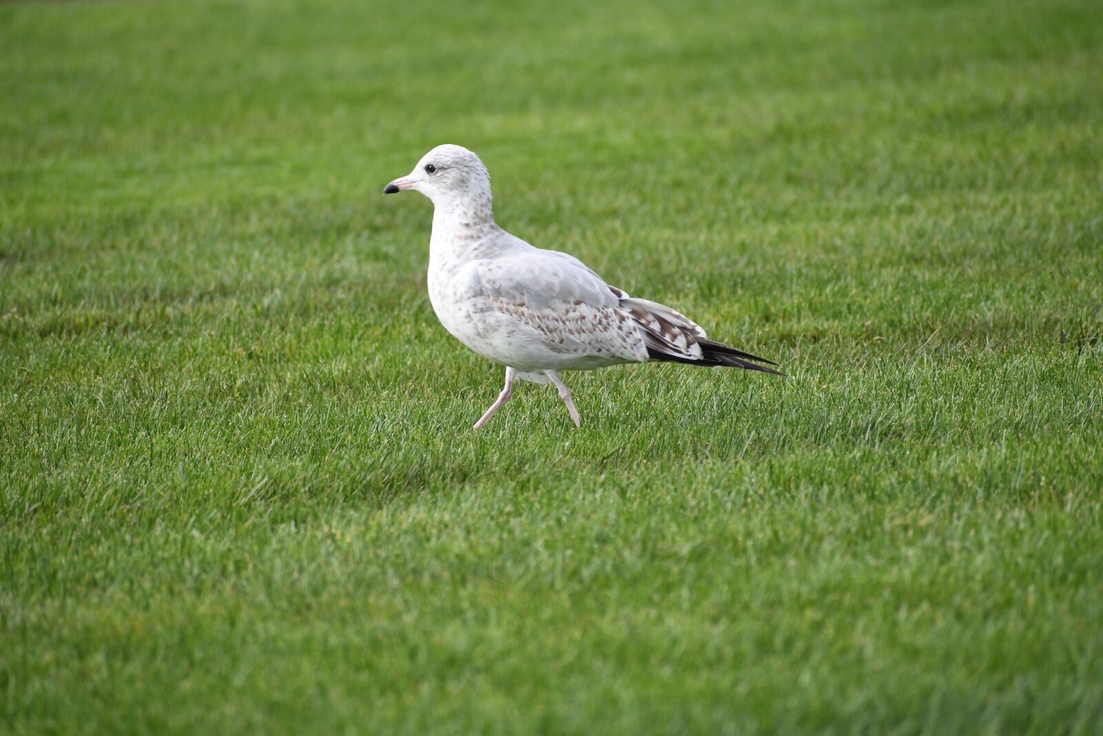 Nikon D500 sample photo. Ring-billed gull, bird, wildlife photography