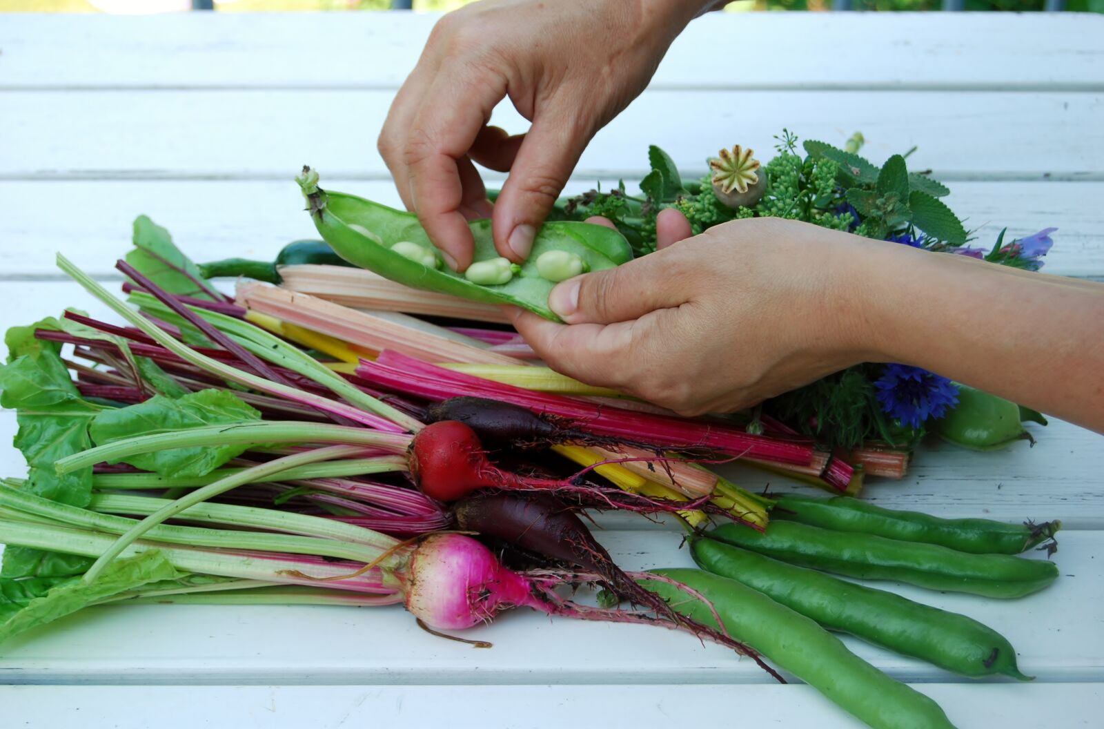 Nikon D40X sample photo. Hands, vegetables, cultivation photography