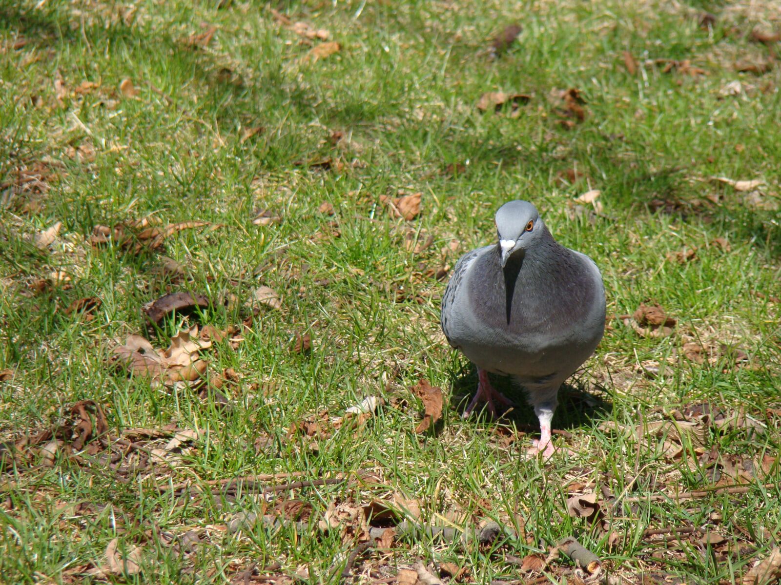 Sony Cyber-shot DSC-H50 sample photo. Russula, bird, nature photography