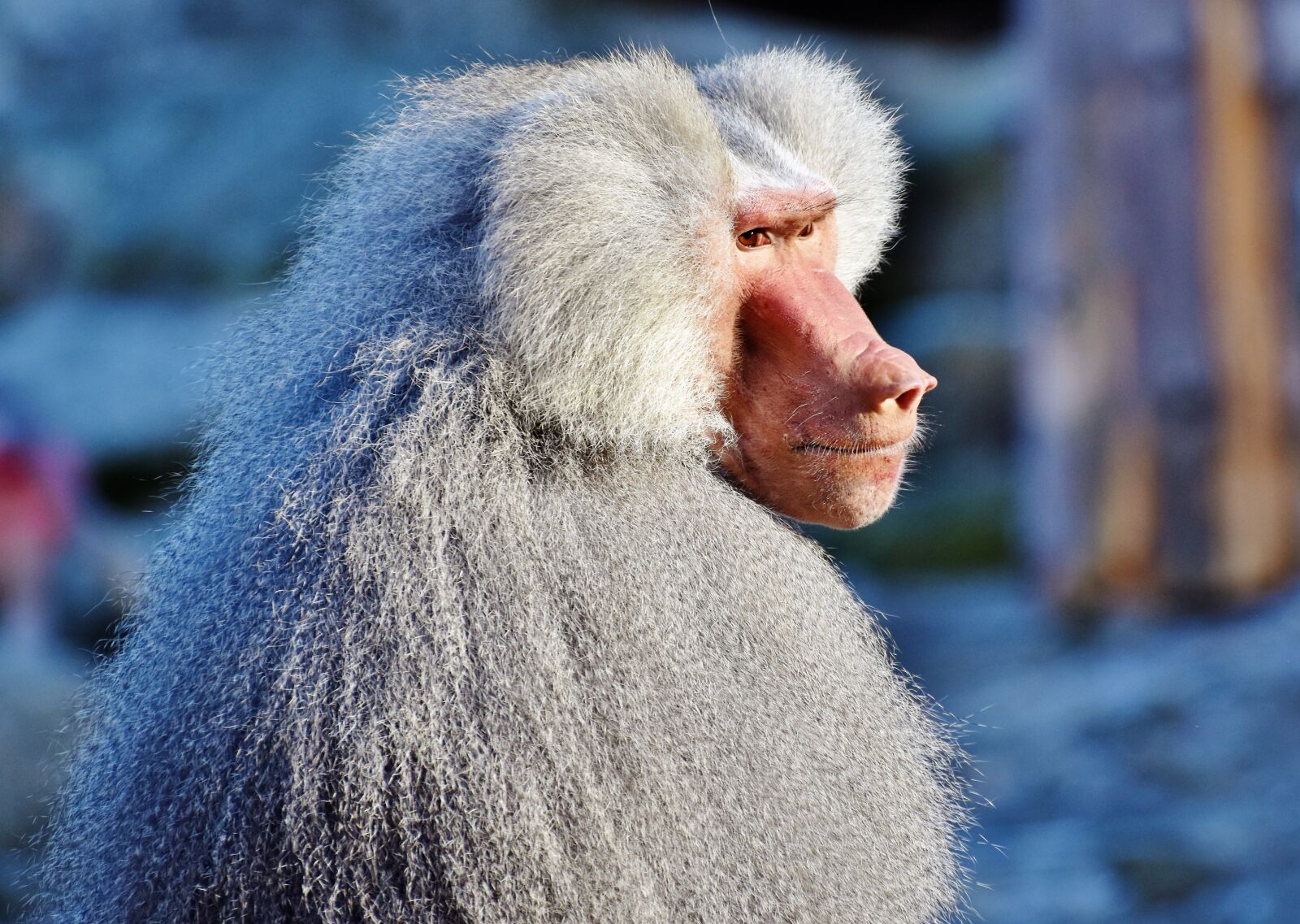 Nikon D7200 sample photo. Baboon, monkey, primate photography