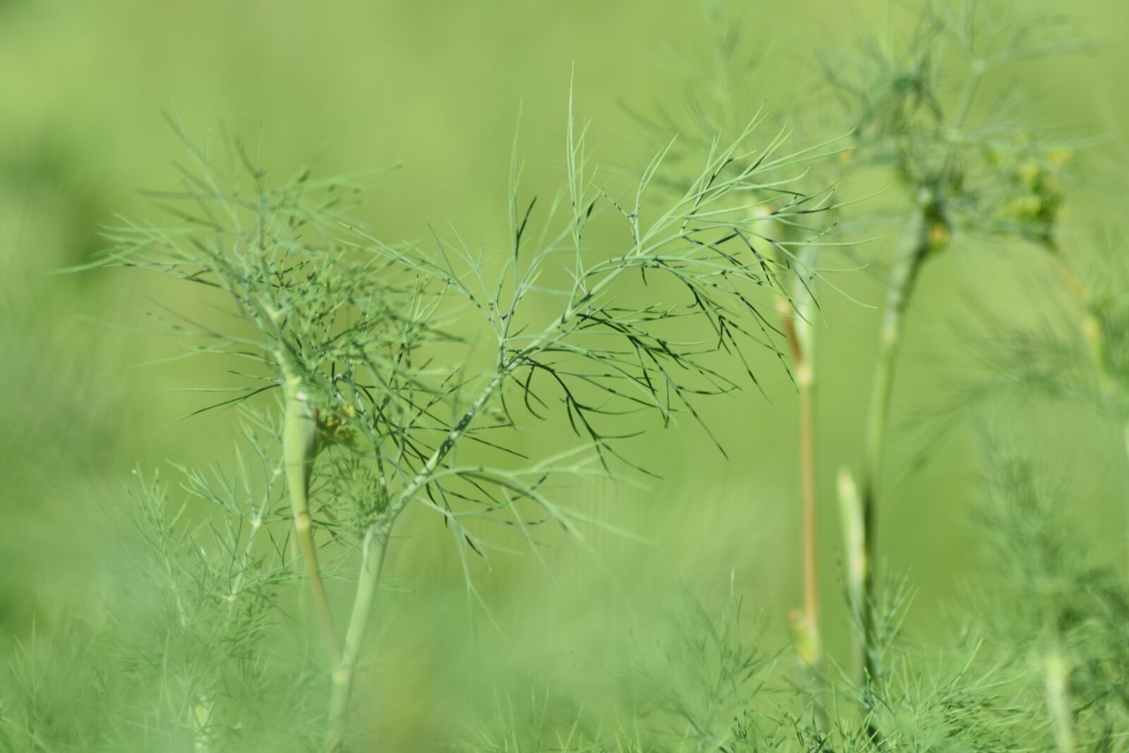 Nikon D3300 sample photo. Dills, plant, herb photography