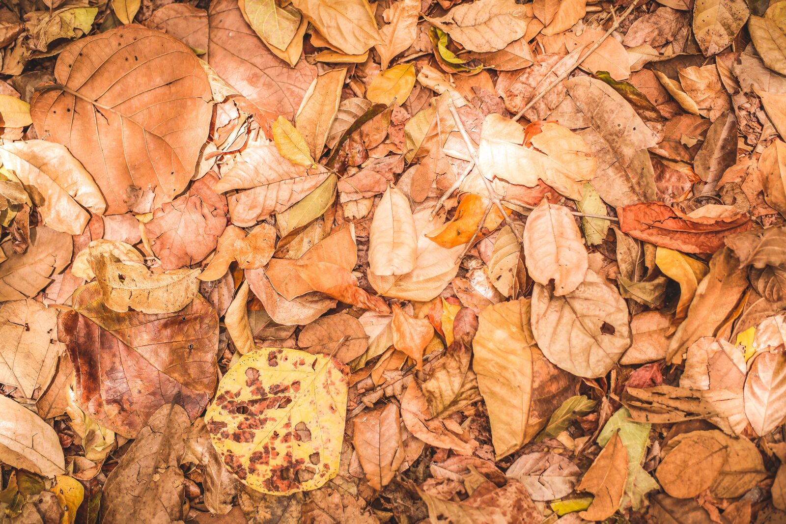 Samsung NX2000 sample photo. Leaves, vegetation, brown photography