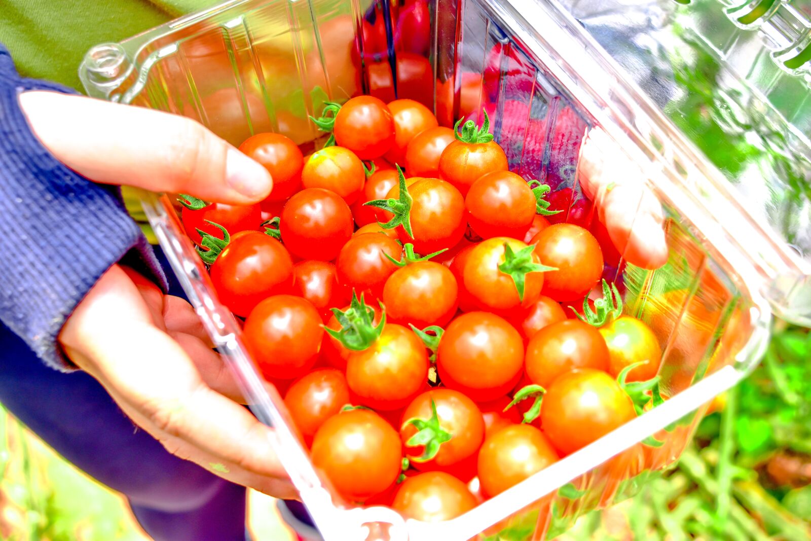 Nikon D5500 sample photo. Cherry tomatoes, harvesting, harvest photography