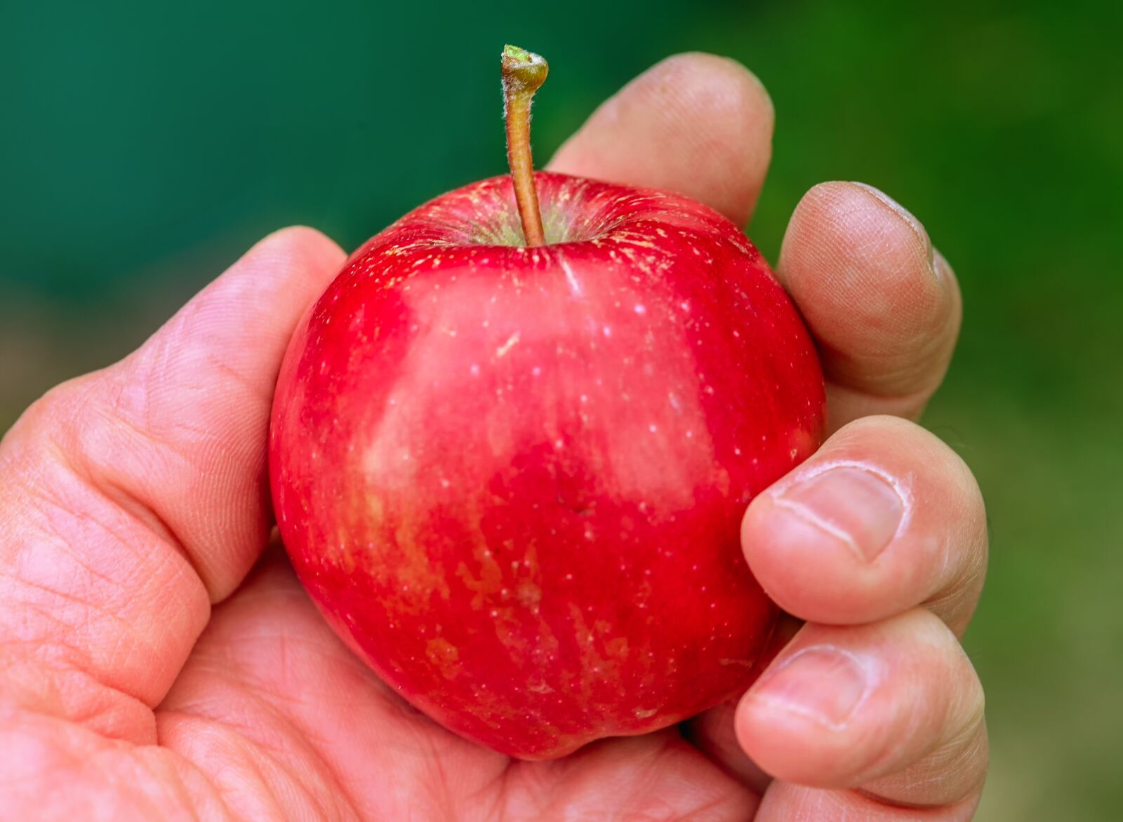 Canon EOS 5D sample photo. Apple, harvest, give photography
