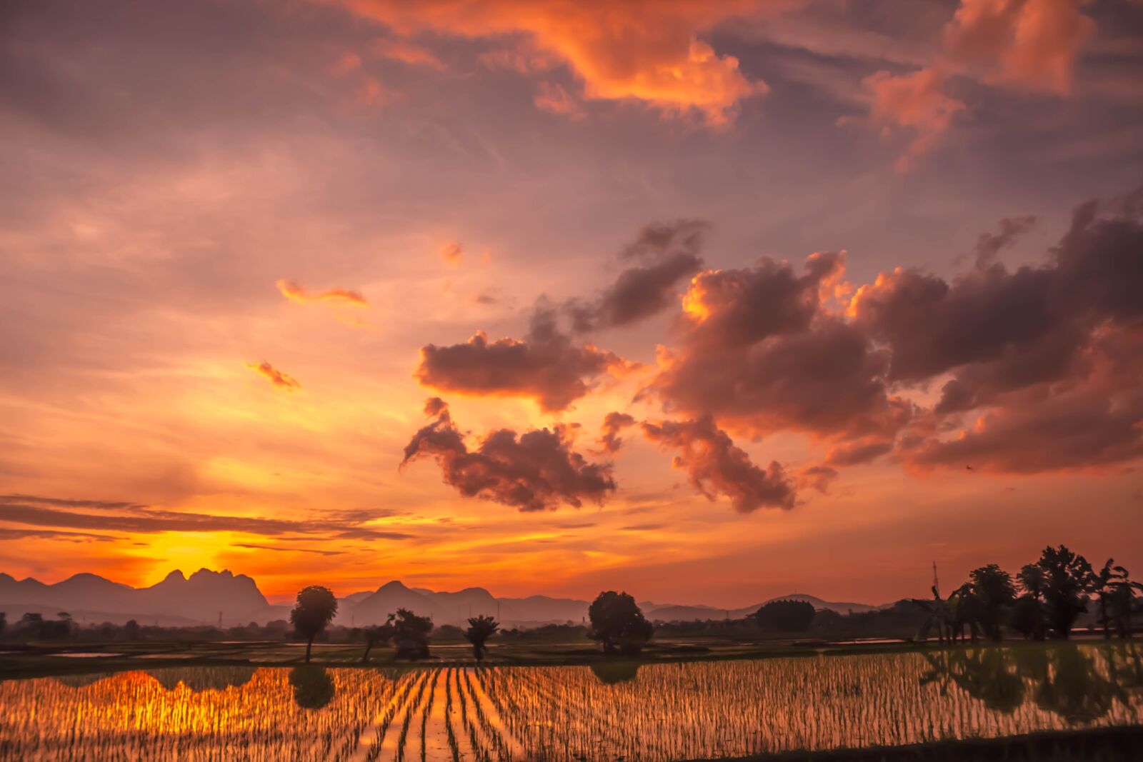 Canon EOS 100D (EOS Rebel SL1 / EOS Kiss X7) sample photo. Lanskape, rice fields, padi photography