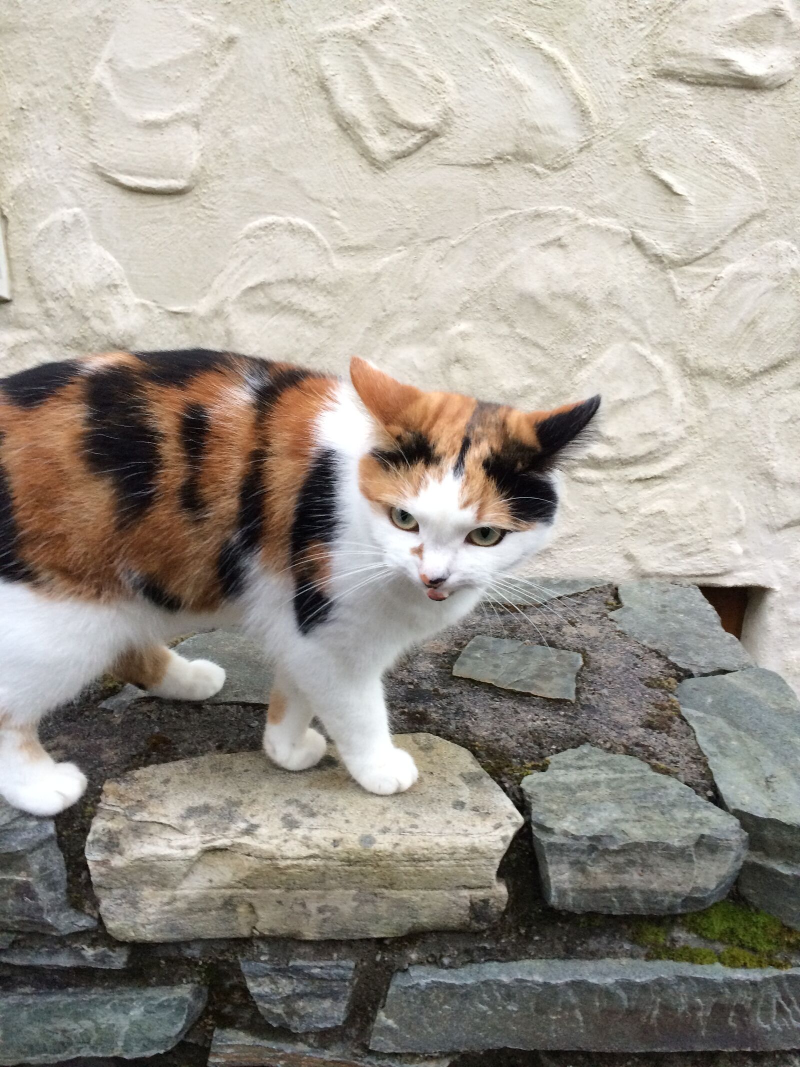 iPhone 5s back camera 4.15mm f/2.2 sample photo. Cat, angry, wall photography