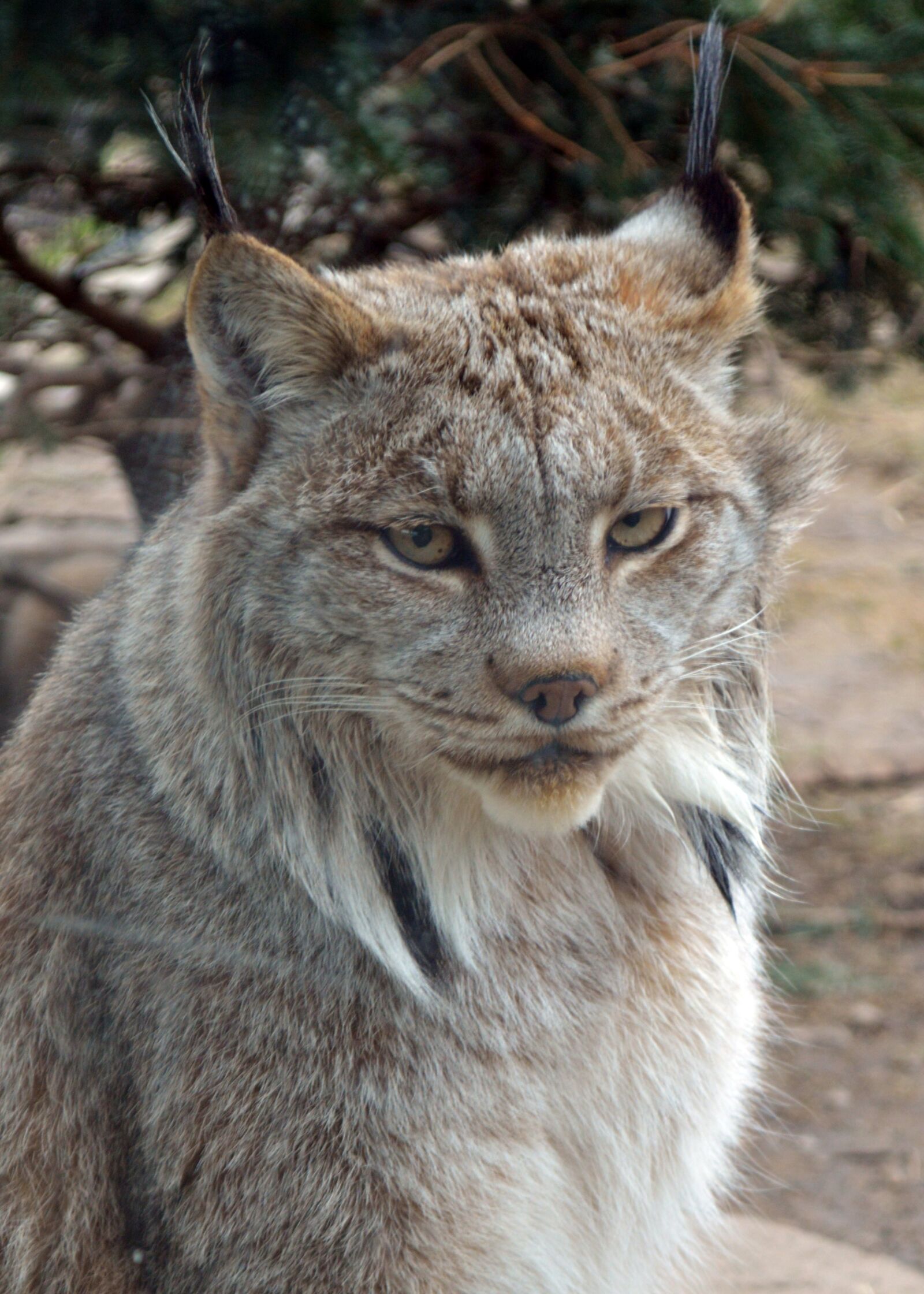 Nikon D3200 sample photo. Lynx, zoo, wildcat photography