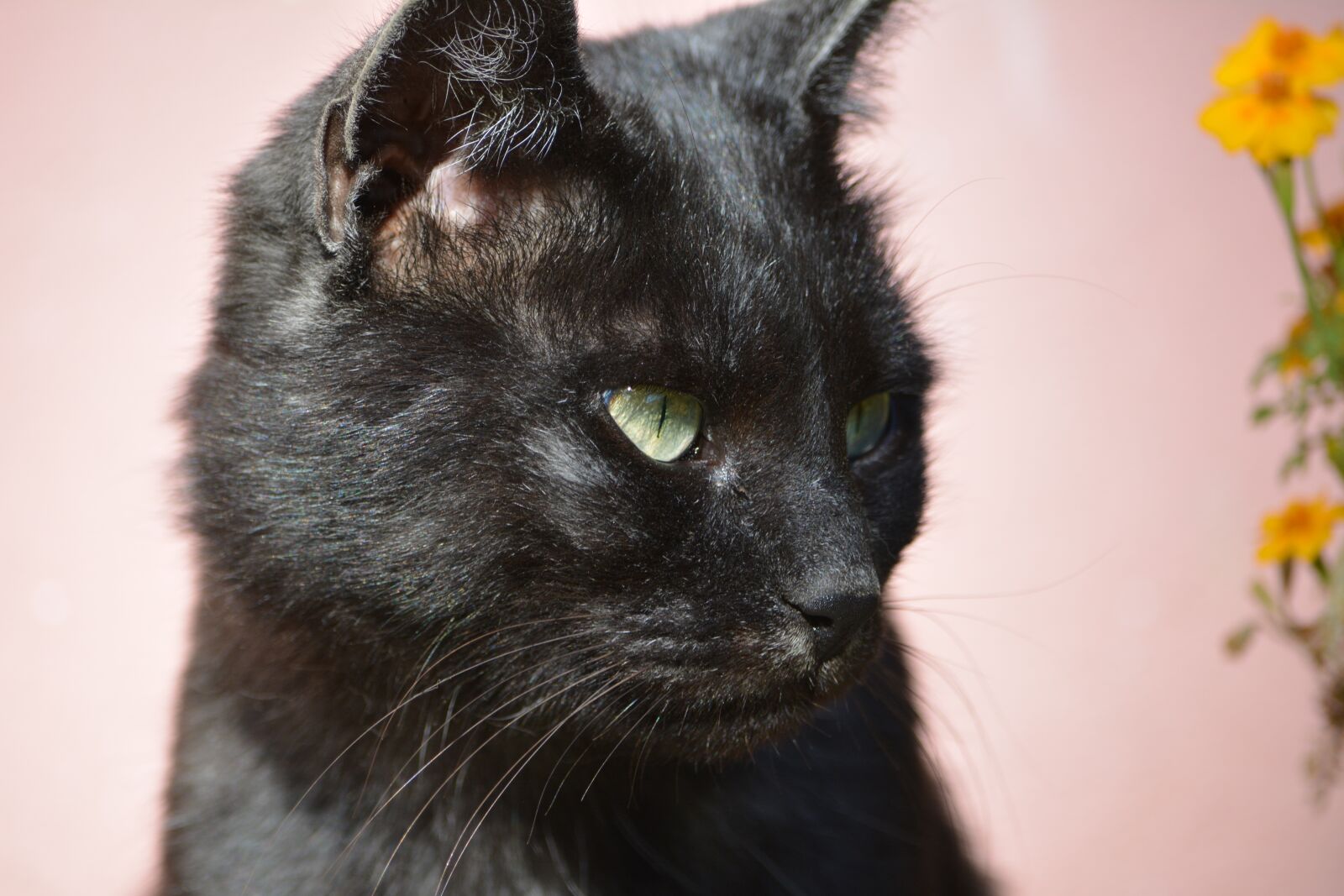 Nikon D5200 sample photo. Cat, nature, animal photography