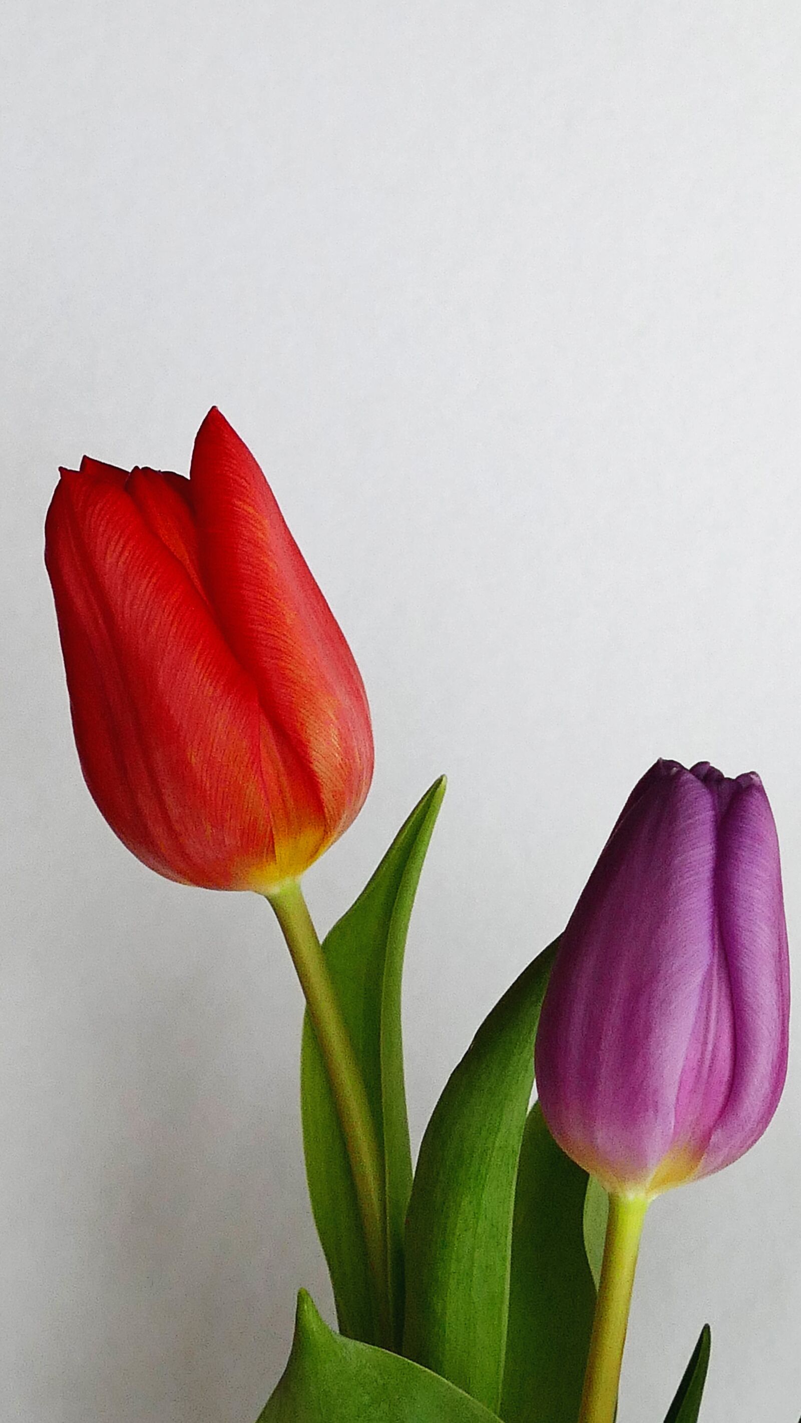 Panasonic Lumix DMC-FZ1000 sample photo. Blur, close, up, decor photography