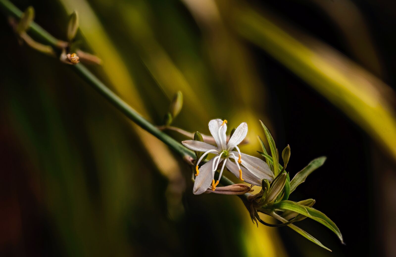 Nikon D750 sample photo. Small flower, nature photography