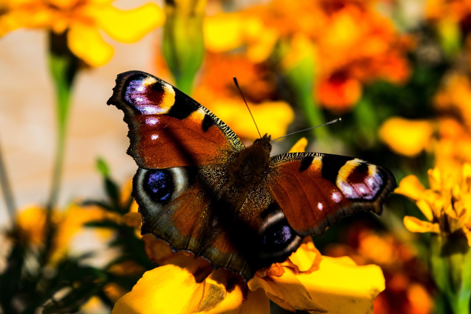 Nikon D3300 sample photo. Butterfly, flowers, wings photography