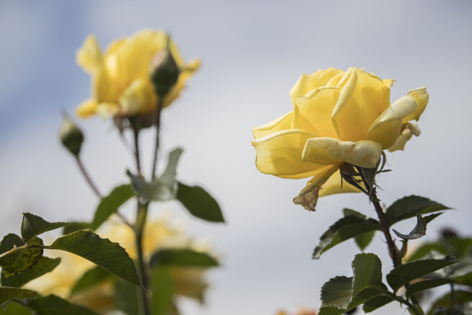 Canon EF-S 55-250mm F4-5.6 IS STM sample photo. Rose, rosebush, yellow photography