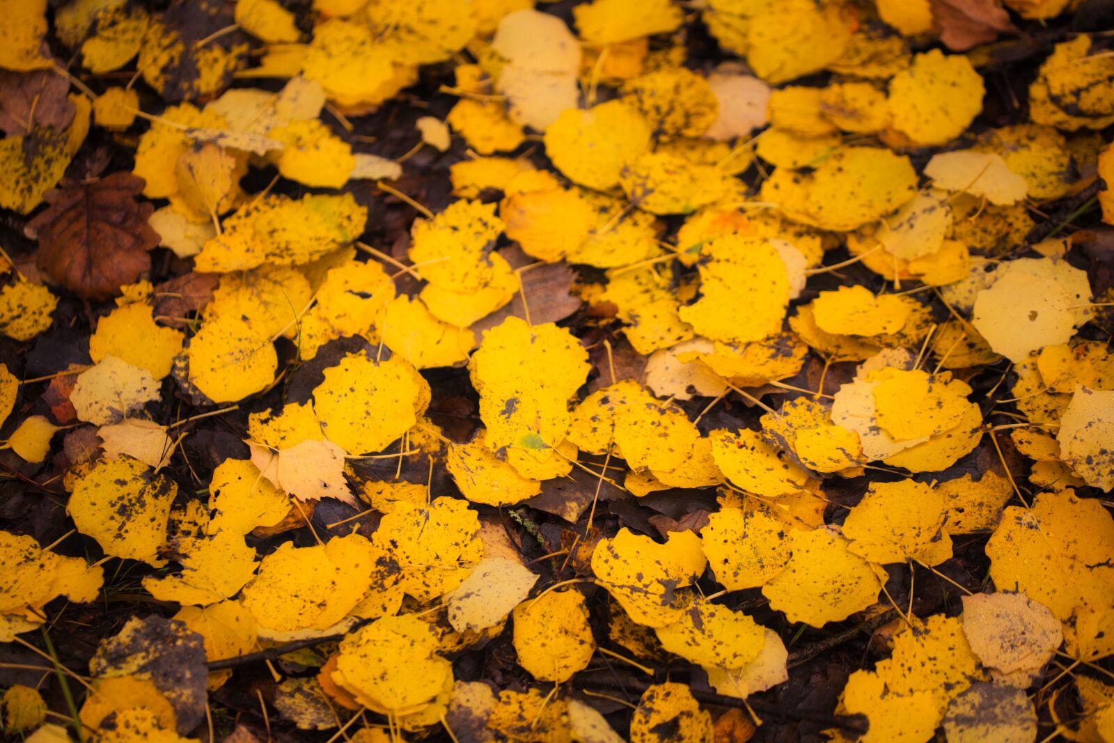 Canon EOS 6D sample photo. Leaves, yellow, autumn photography