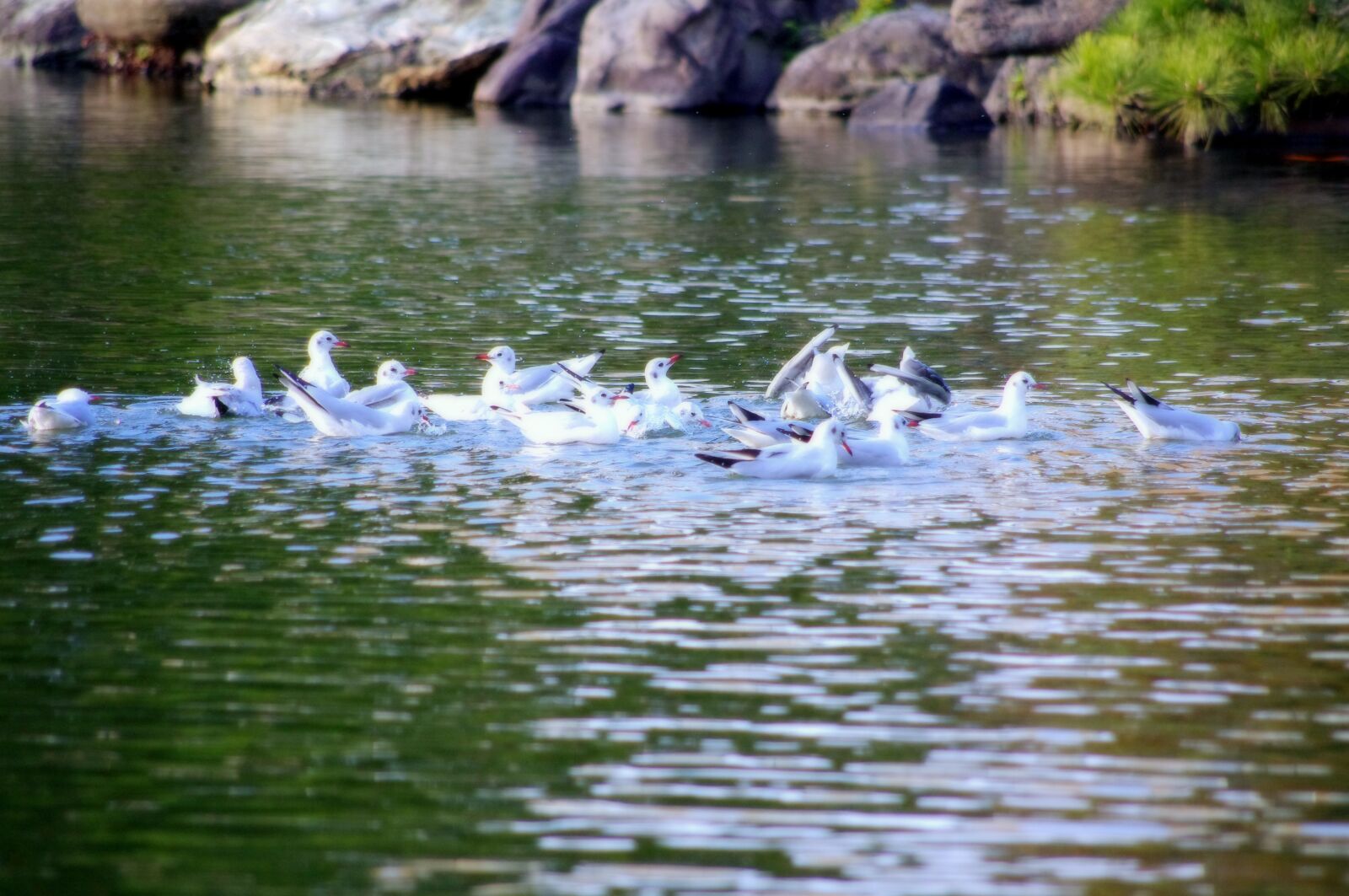 Pentax K-x sample photo. Seagull, frolic, light photography