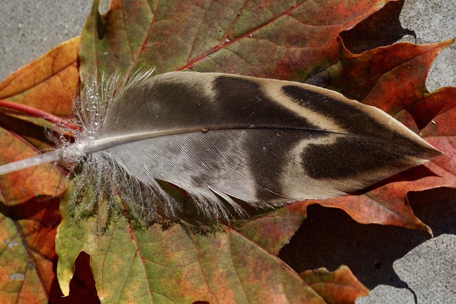 Sony ILCA-77M2 + Tamron SP AF 90mm F2.8 Di Macro sample photo. Duck feather, leaves, fall photography