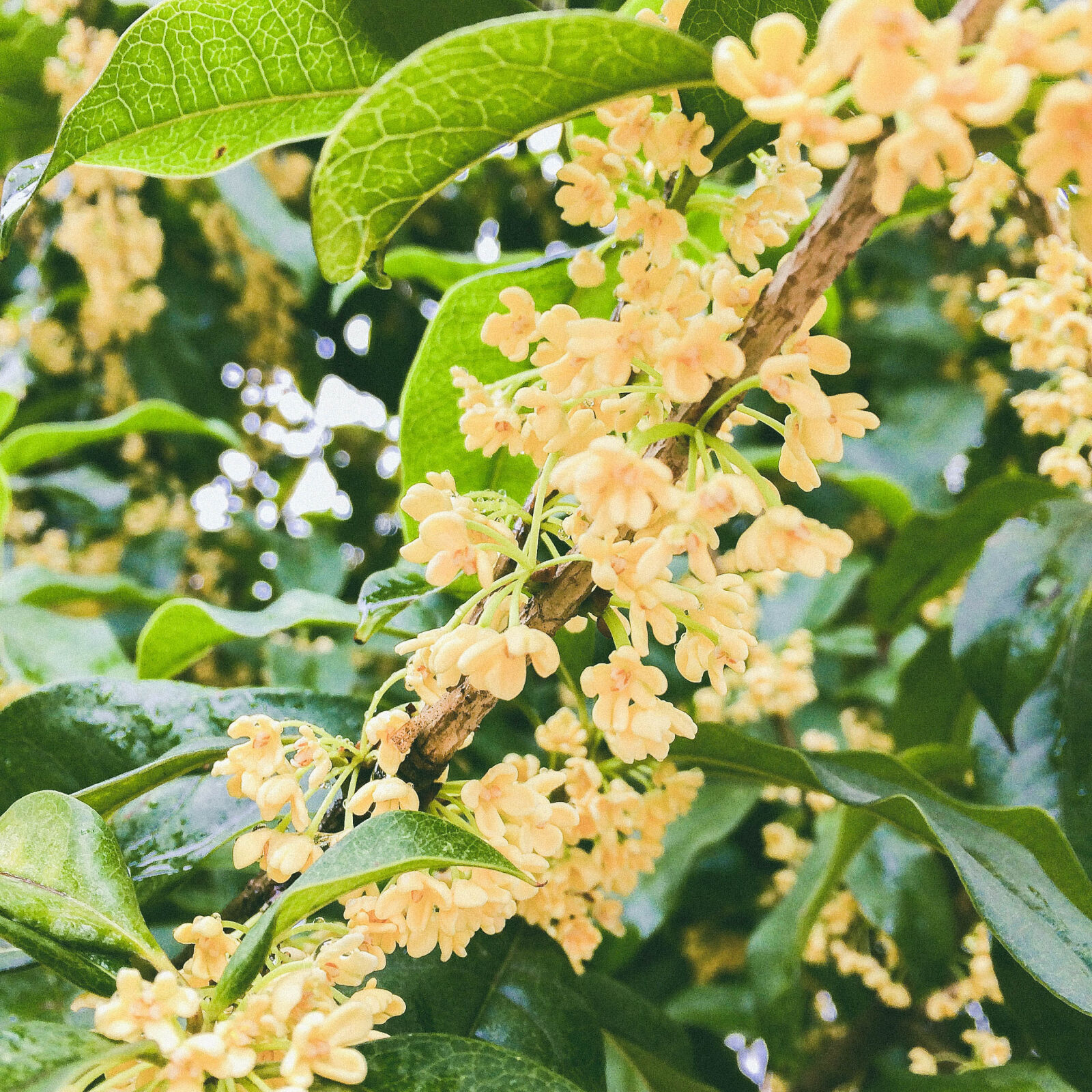 iPhone 5s back camera 4.15mm f/2.2 sample photo. Autumn, beautiful, flowers, desktop photography