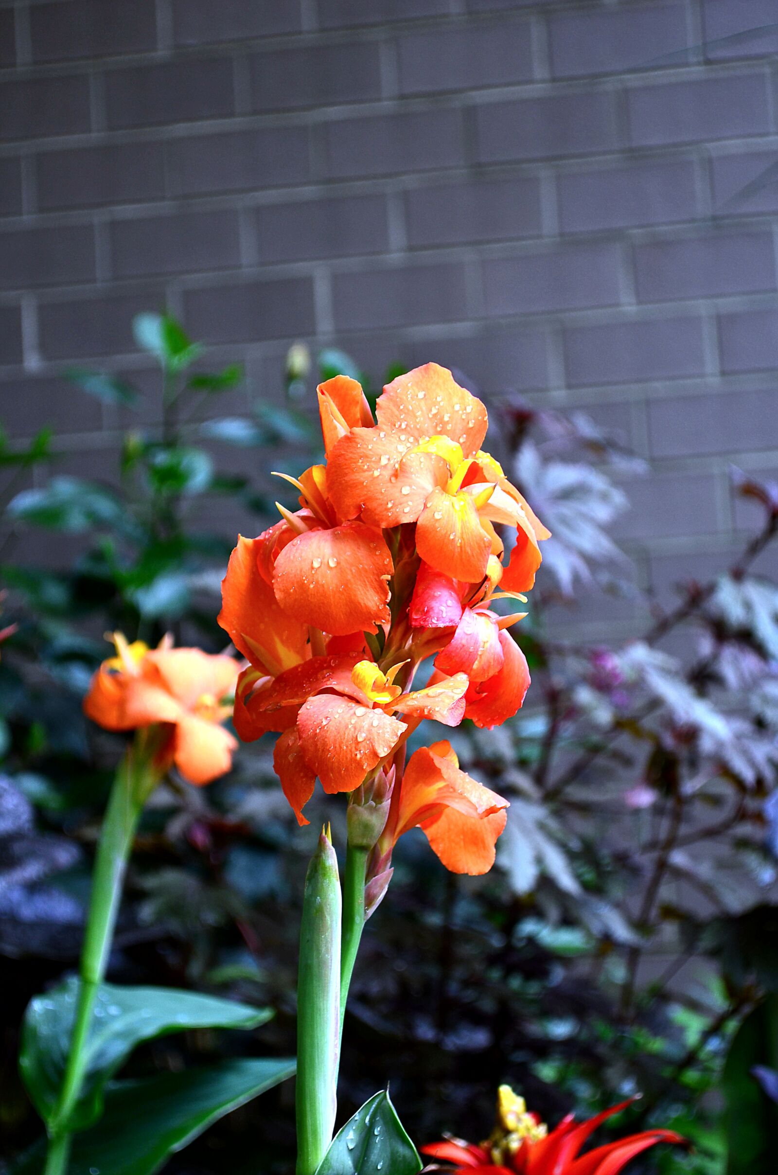 Nikon D5100 sample photo. Flower, plant, nature photography