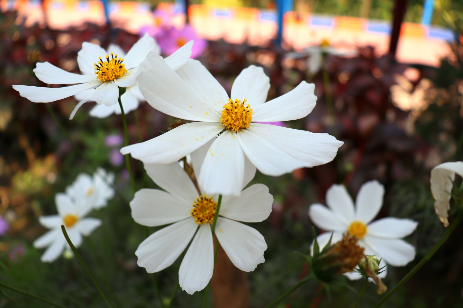 Canon EOS 200D (EOS Rebel SL2 / EOS Kiss X9) sample photo. Flowers, cosmos, nature photography