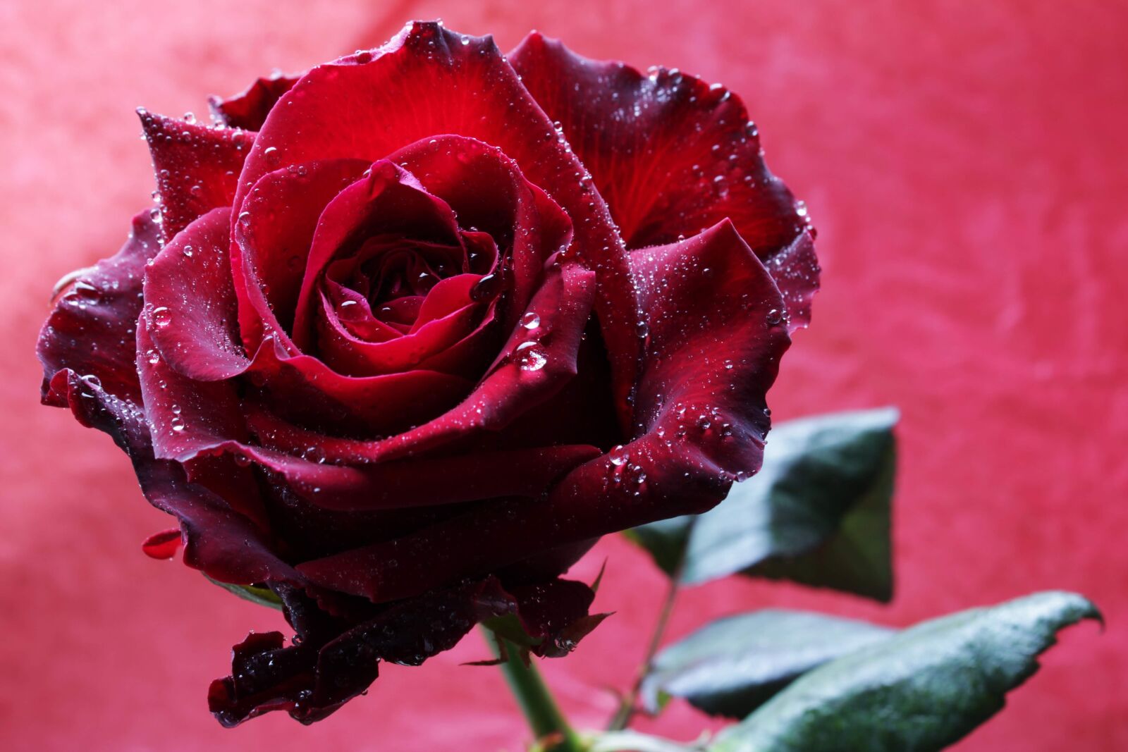 Canon EOS 2000D (EOS Rebel T7 / EOS Kiss X90 / EOS 1500D) sample photo. Red rose, rose, flower photography