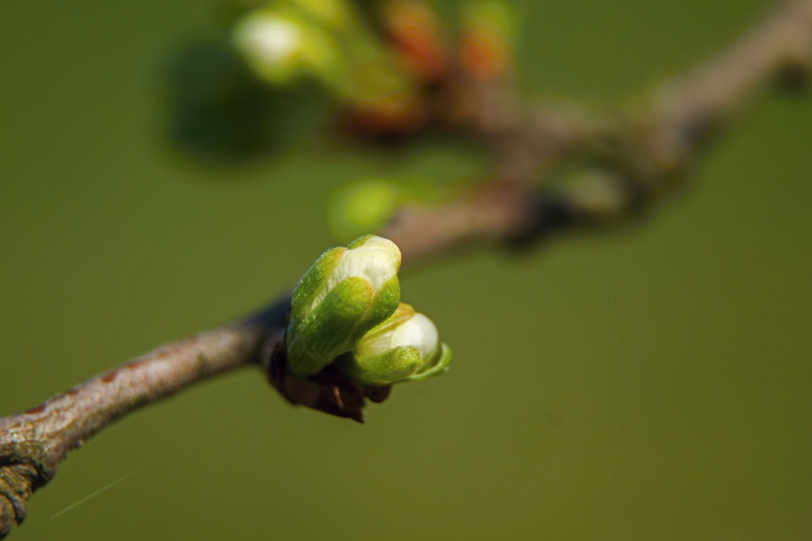 Nikon D5300 sample photo. Cherry, bud, flower photography