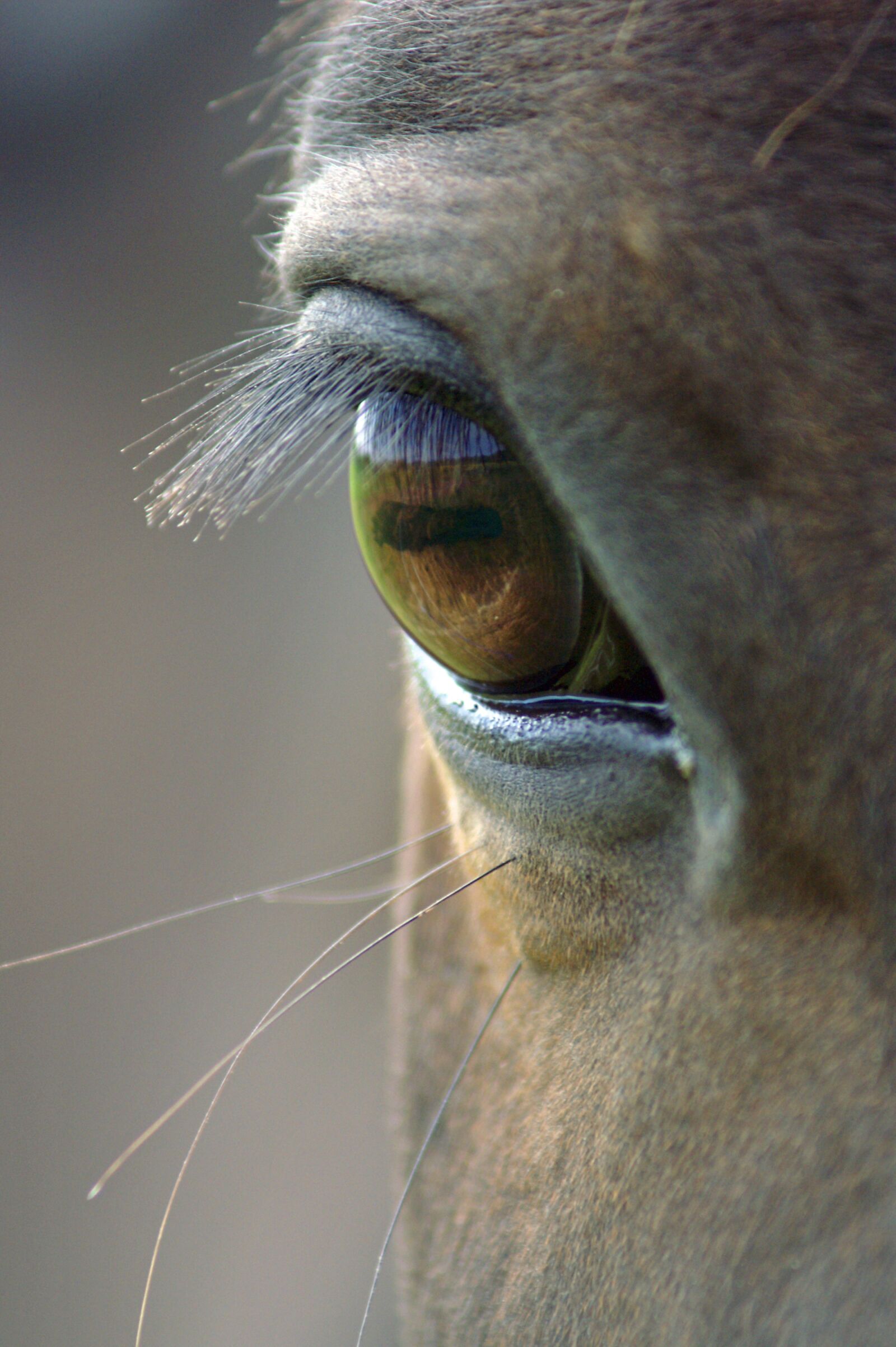 KONICA MINOLTA DYNAX 5D sample photo. Animal, portrait, wildlife photography