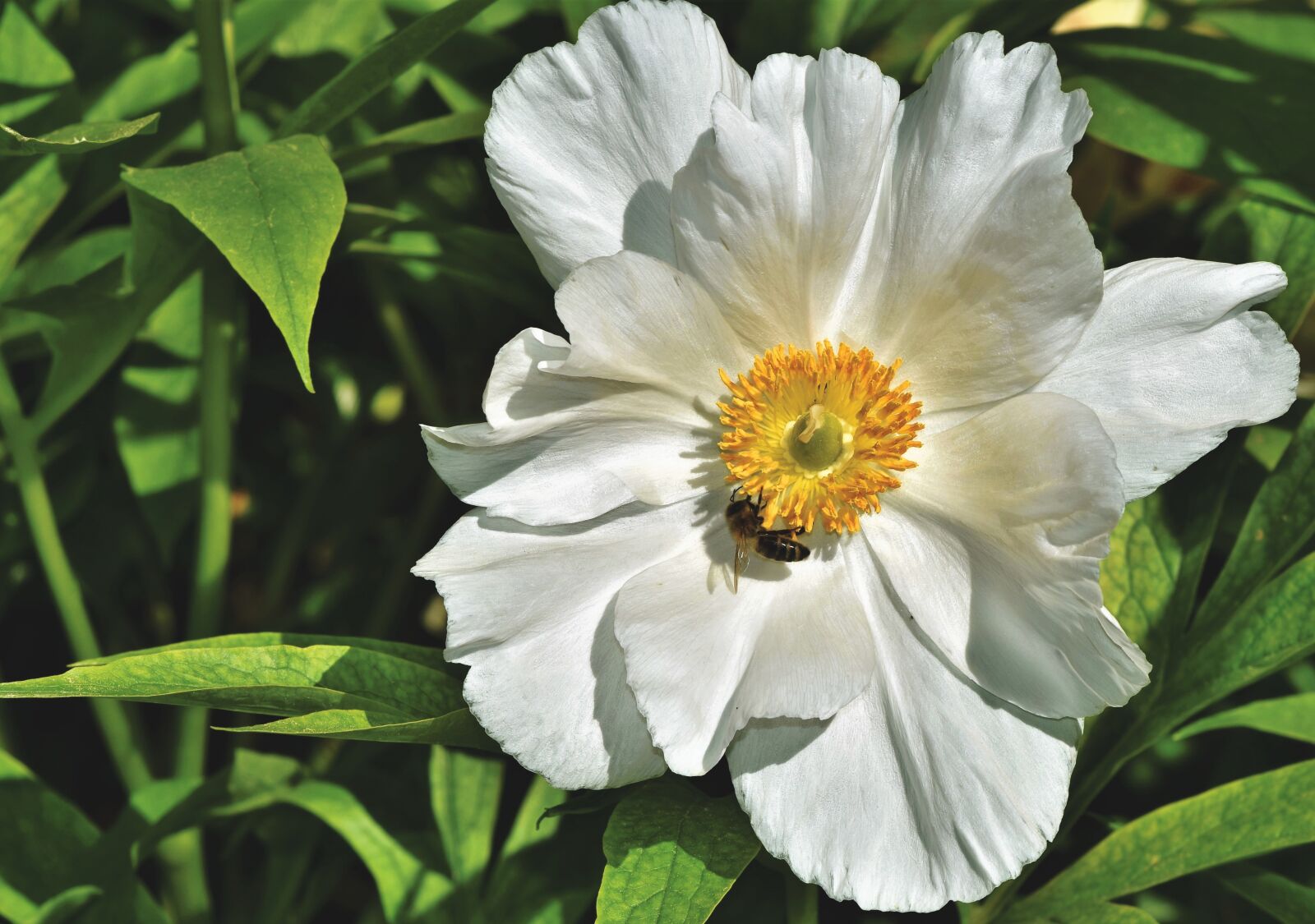 Nikon D7200 sample photo. Anemone, blossom, bloom photography