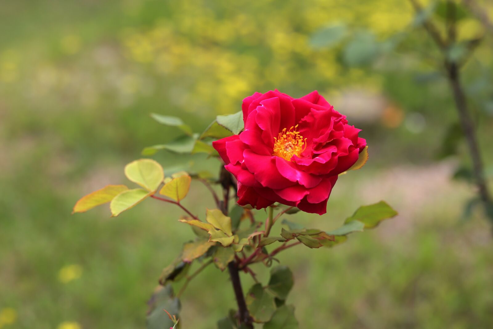 Canon EOS 6D Mark II + Sigma 85mm F1.4 DG HSM Art sample photo. Rose, flowers, petal photography